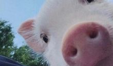 2018搞笑说说最新