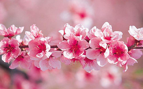 与花有关的比喻句