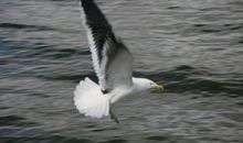 用海鸟写比喻句