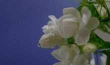 茉莉花的比喻句