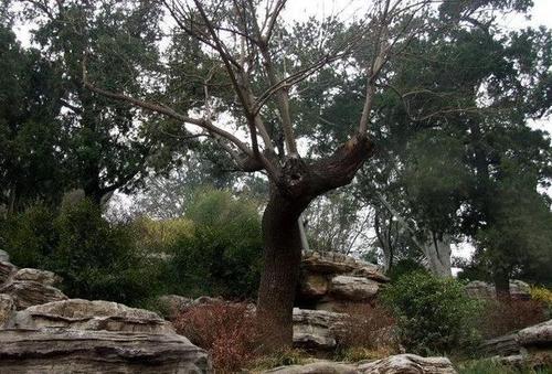 百年歪脖子树寓言