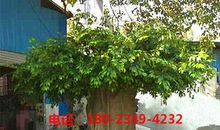 榕树比喻句大全