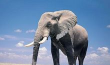 大象进胡同歇后语