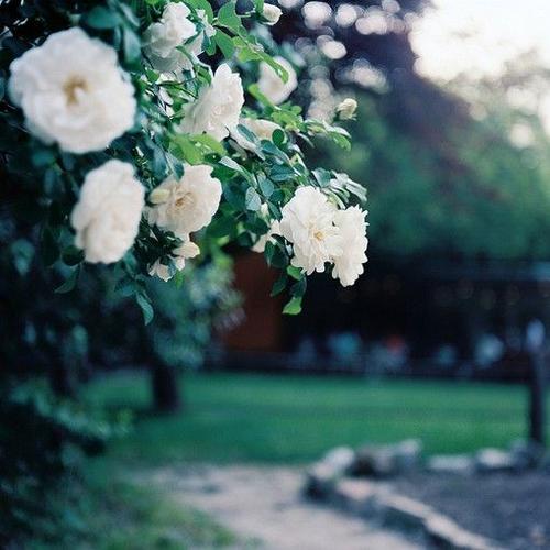 谈论美丽的花朵
