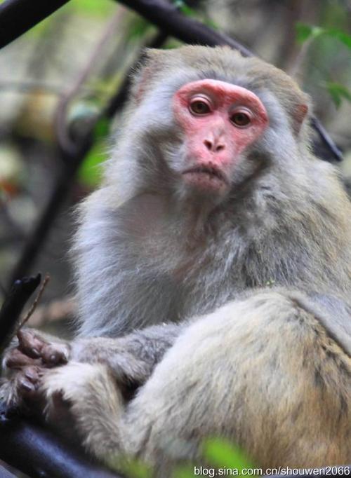 山上没有老虎寓言