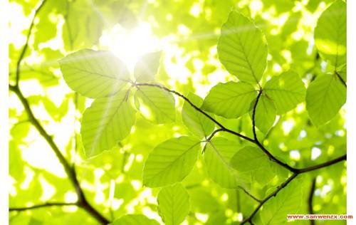 写一个绿色叶子的隐喻