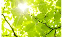 写绿叶的比喻句