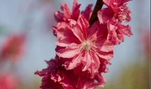 桃花开了比喻句