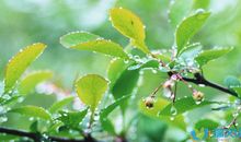 关于柿子的比喻句