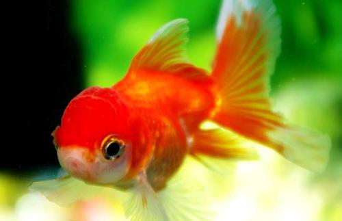 什么样的比喻就像金鱼