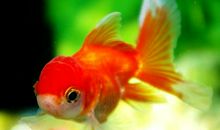 金鱼像什么比喻句