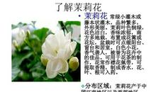 杜丹花的比喻句