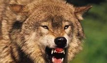 跟狼有关的谚语