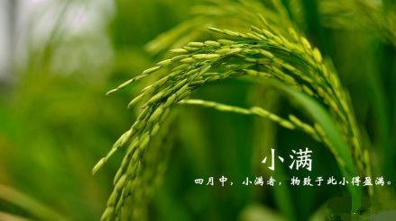小满的24节气谚语