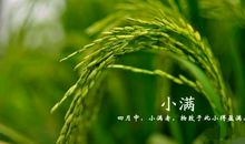 小满的24节气谚语