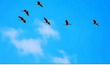 关于大雁的诗词