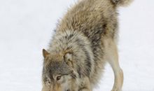 关于狼的英语谚语