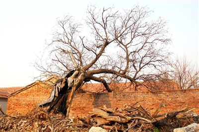 凤凰城寓言的寓言来自巢穴