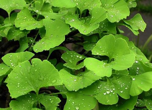 银杏叶的比喻句