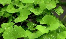 银杏叶的比喻句