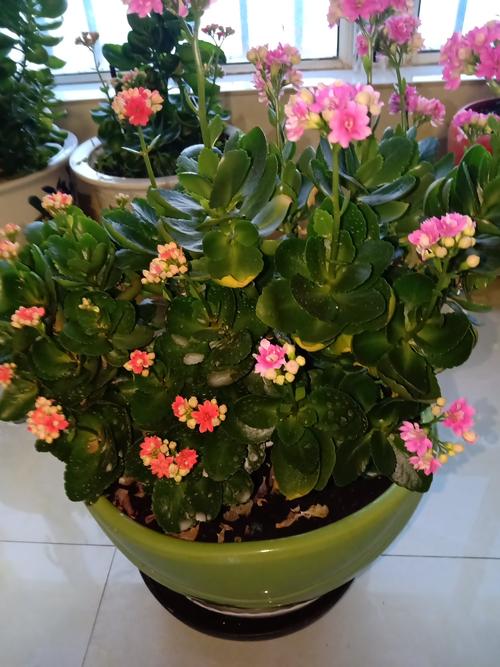 谈论花卉种植者