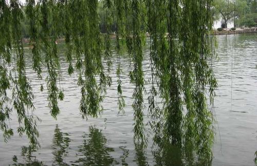 关于柳树的寓言