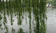 关于柳树比喻句