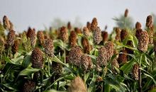 秋天的水果比喻句