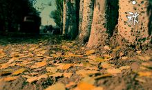 校园秋景的比喻句