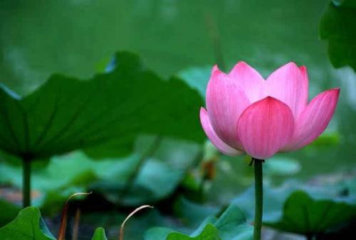 荷花盛开的寓言