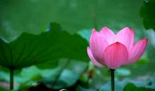 荷花盛开的比喻句