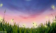 描写仲夏夜的句子