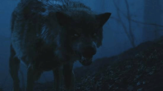 狼这个词有一个谚语