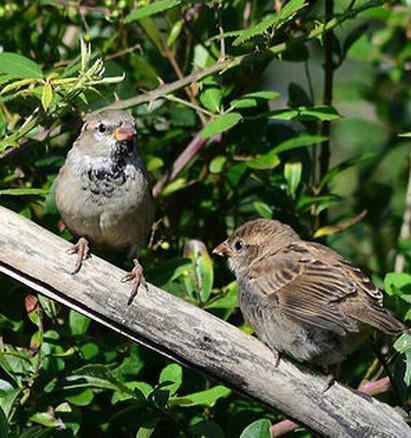 关于麻雀的寓言