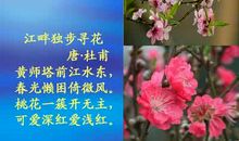 描写桃花的比喻句