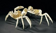 断了腿的螃蟹歇后语