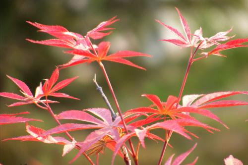 寓言句子与落叶