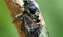 关于动物能预报天气的谚语