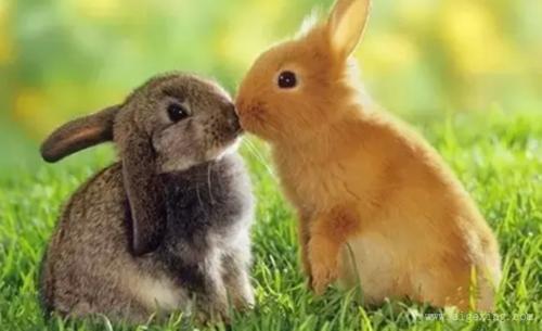 描述无声奉献的句子