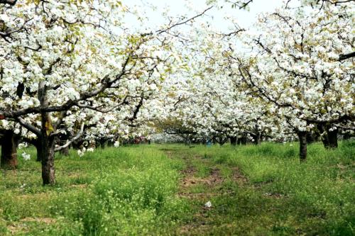 描述梨花的比喻句