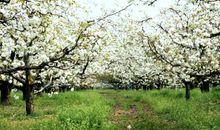 描写梨花的比喻句