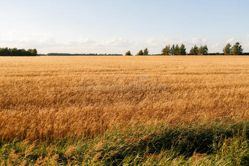 描述小麦何时成熟的句子