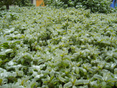 速冻山池蟹厚鱼