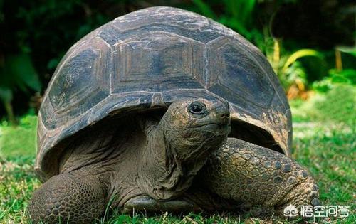 关于乌龟的谚语