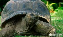 关于乌龟的谚语