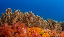 描写珊瑚的比喻句