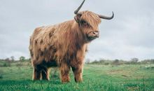 牛身上拔根毛歇后语