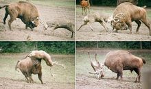 水牛打架歇后语