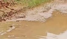 铁笼捕鼠歇后语