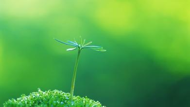 草看起来像什么比喻